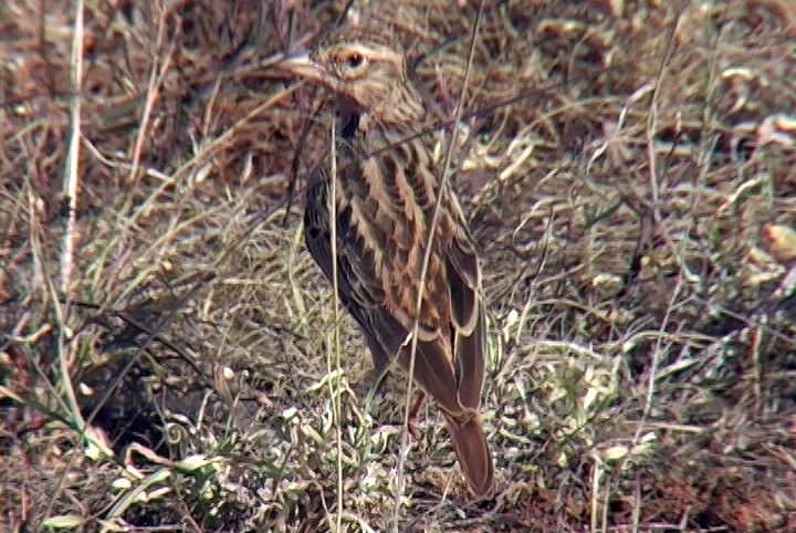 somalidverglerke (somalica gr.) - ML330022941