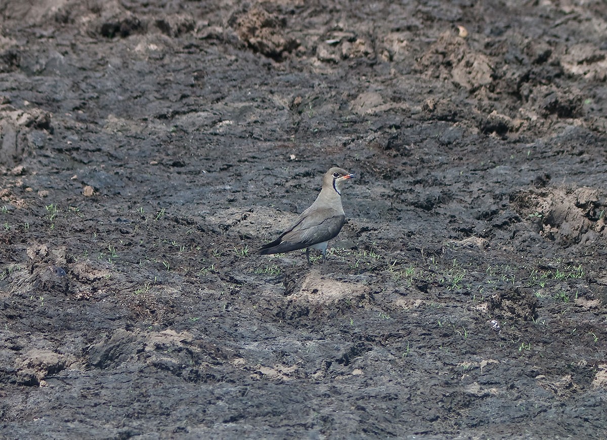 Oriental Pratincole - ML330024521