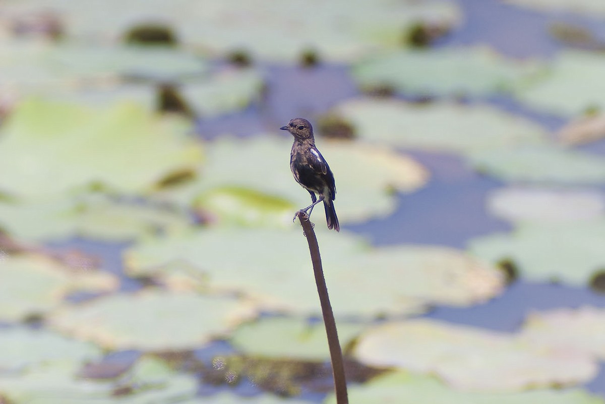 Pied Bushchat - ML330024711