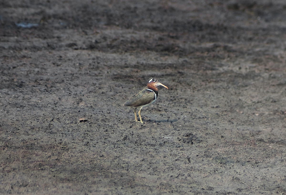 Greater Painted-Snipe - ML330024991