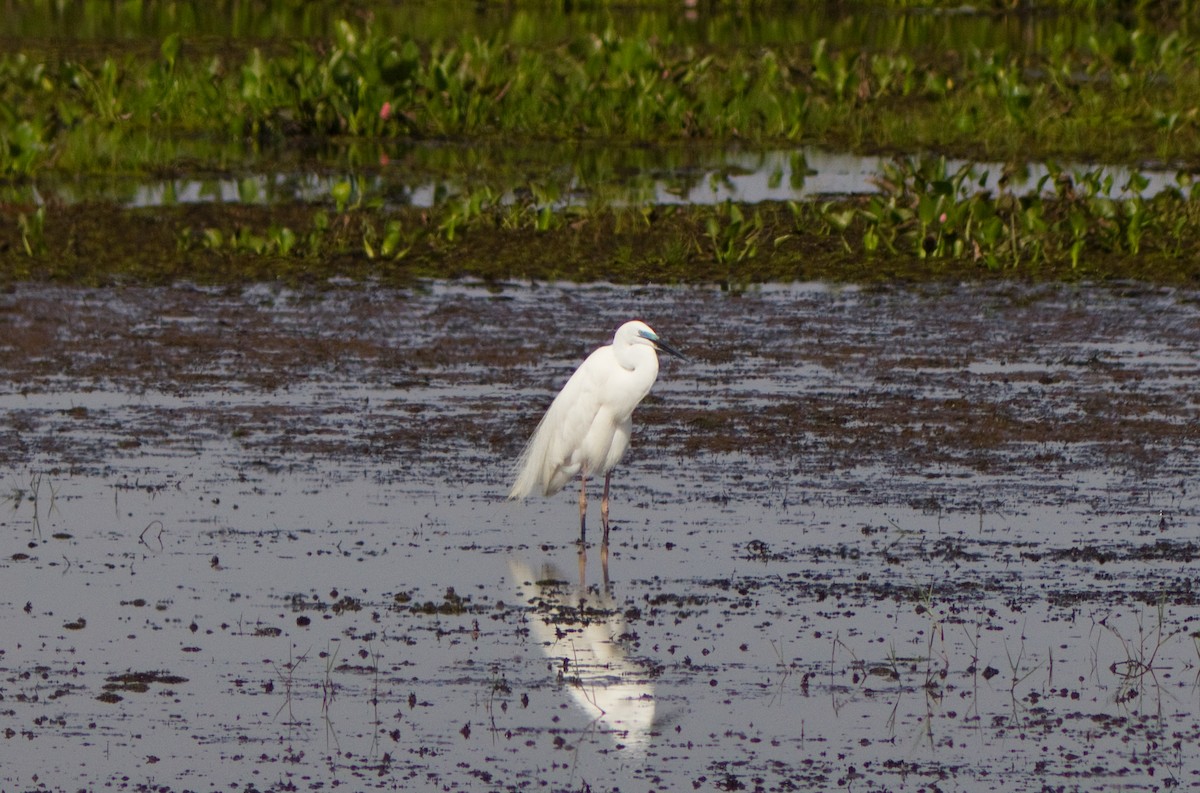 Great Egret - ML330025031