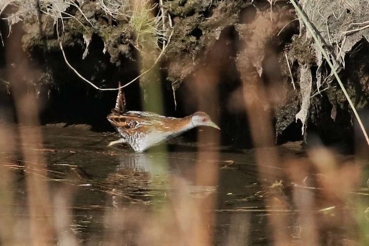 Baillon's Crake - ML330025101