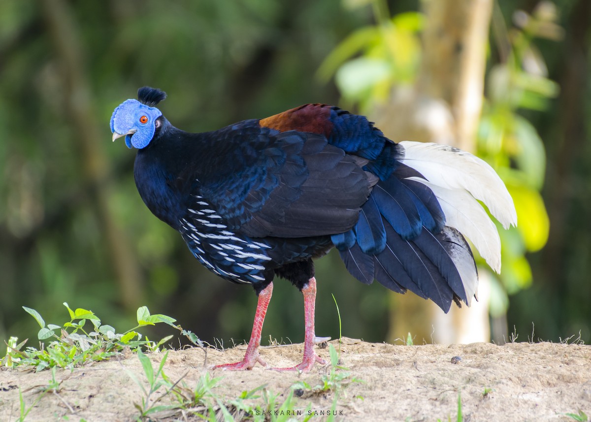 Malayan Crested Fireback - ML330025481