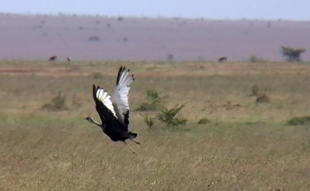 Hartlaub's Bustard - ML330028451