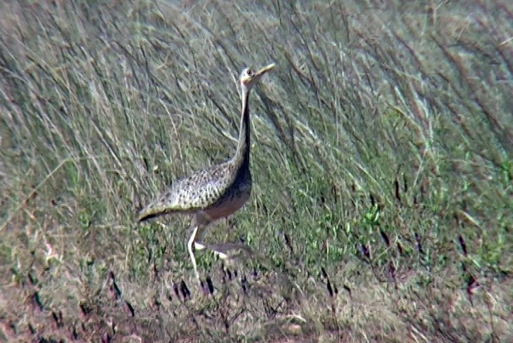 Hartlaub's Bustard - ML330028461