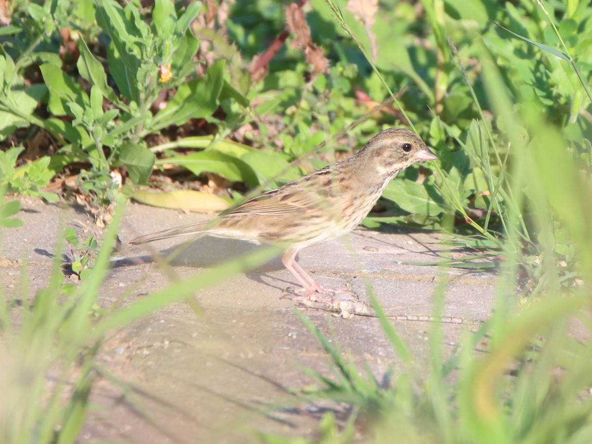 Black-faced/Masked Bunting - ML330030451