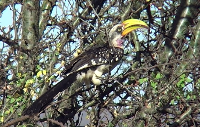 Eastern Yellow-billed Hornbill - ML330030551