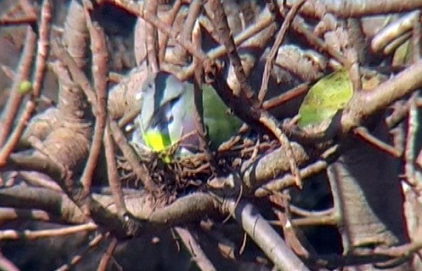 Bruce's Green-Pigeon - ML330030941