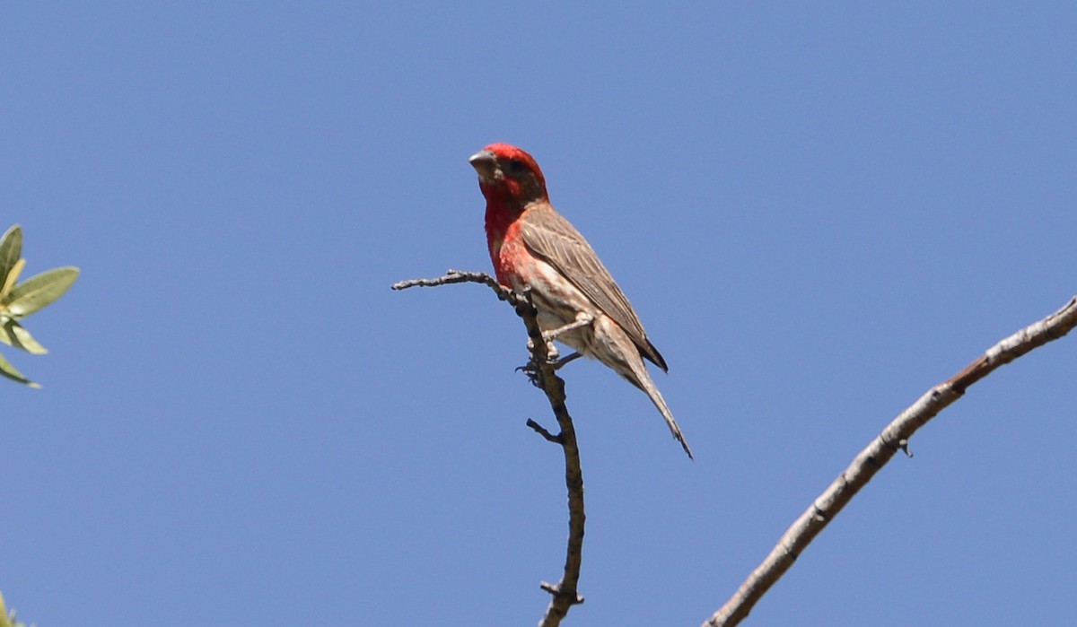 House Finch - ML330031161