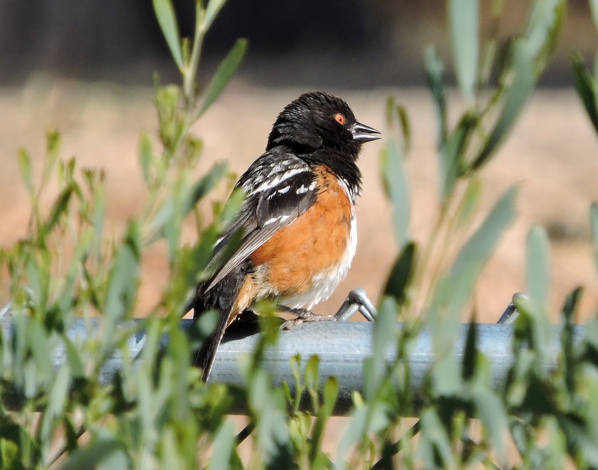 Spotted Towhee - ML33003241