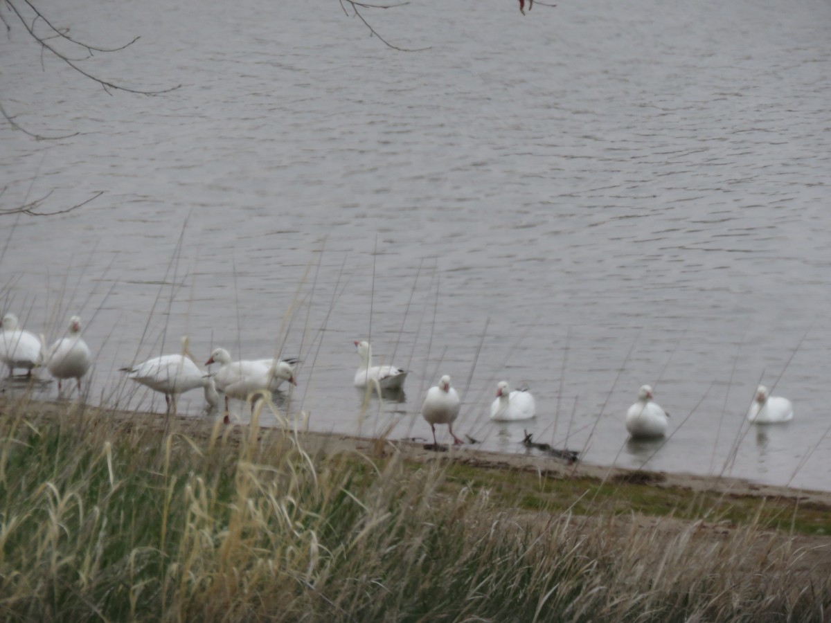 Snow Goose - ML330034751