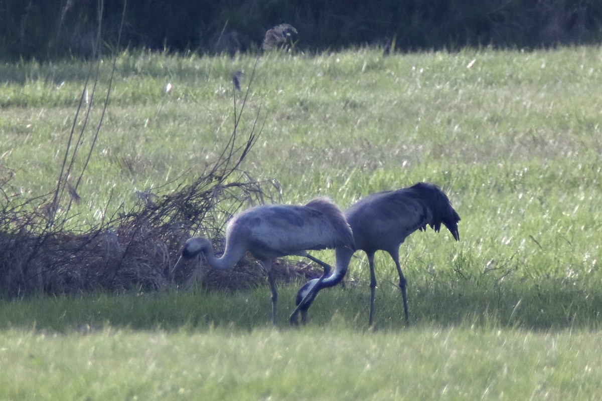 Common Crane - ML330038421