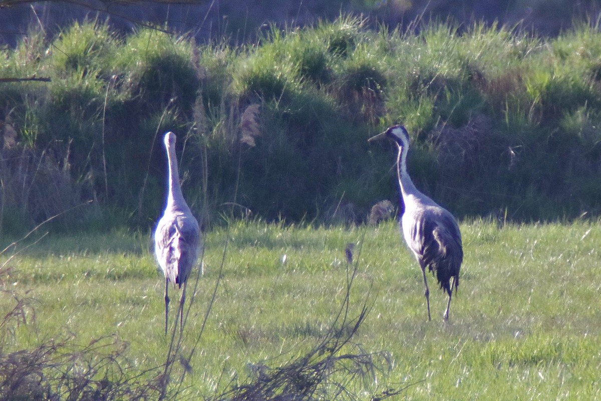 Common Crane - ML330038461