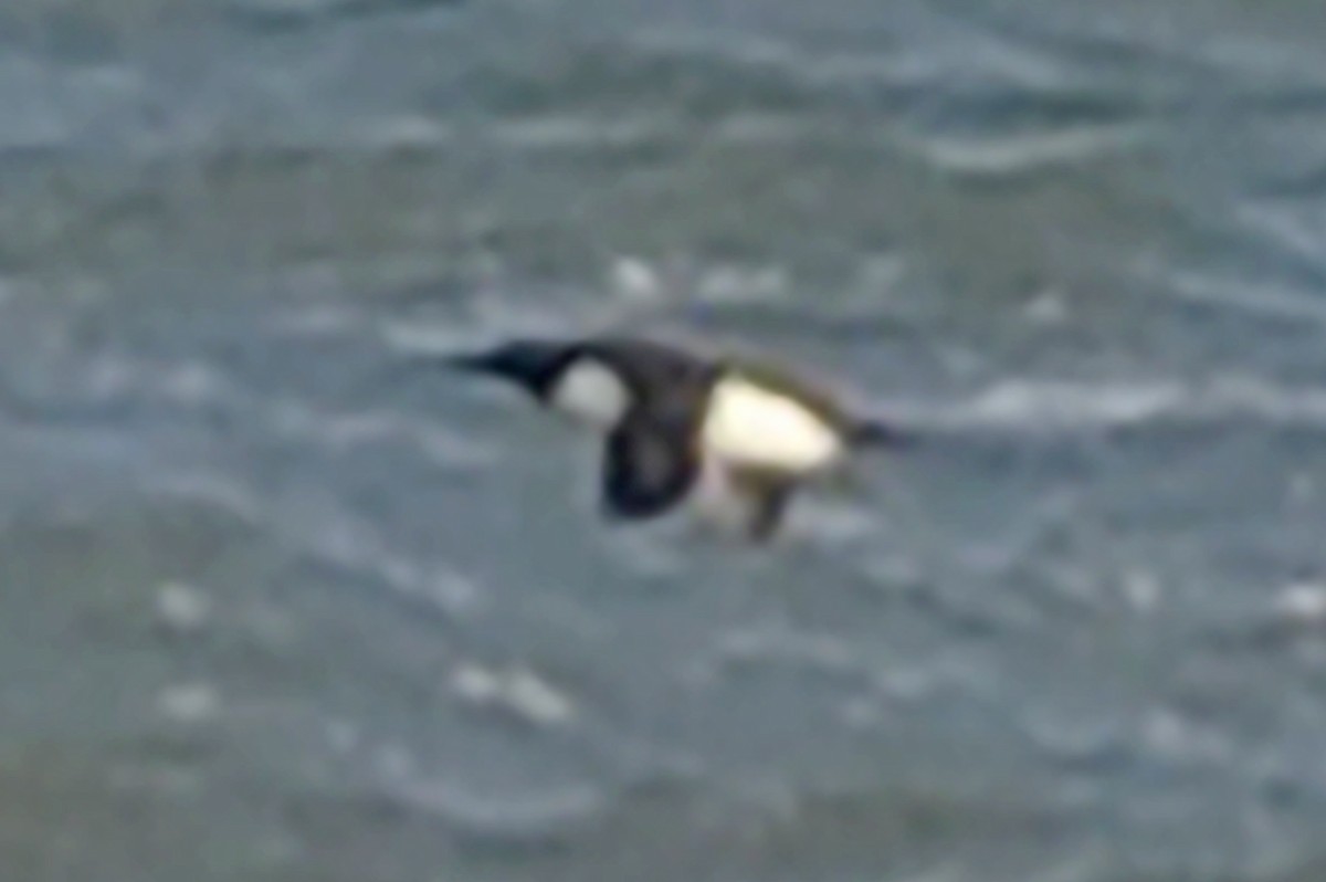 Common Murre - ML330039151