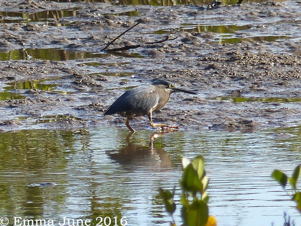 Striated Heron - ML33004301