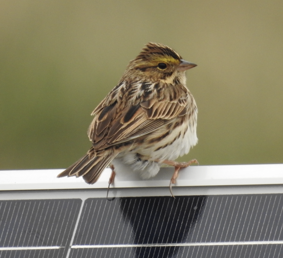 Savannah Sparrow - ML330045351