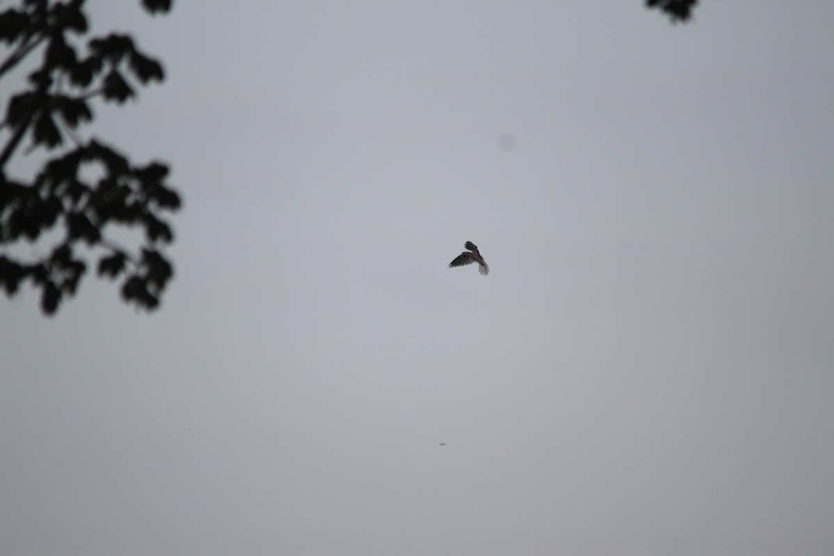 White-tailed Kite - ML330047111