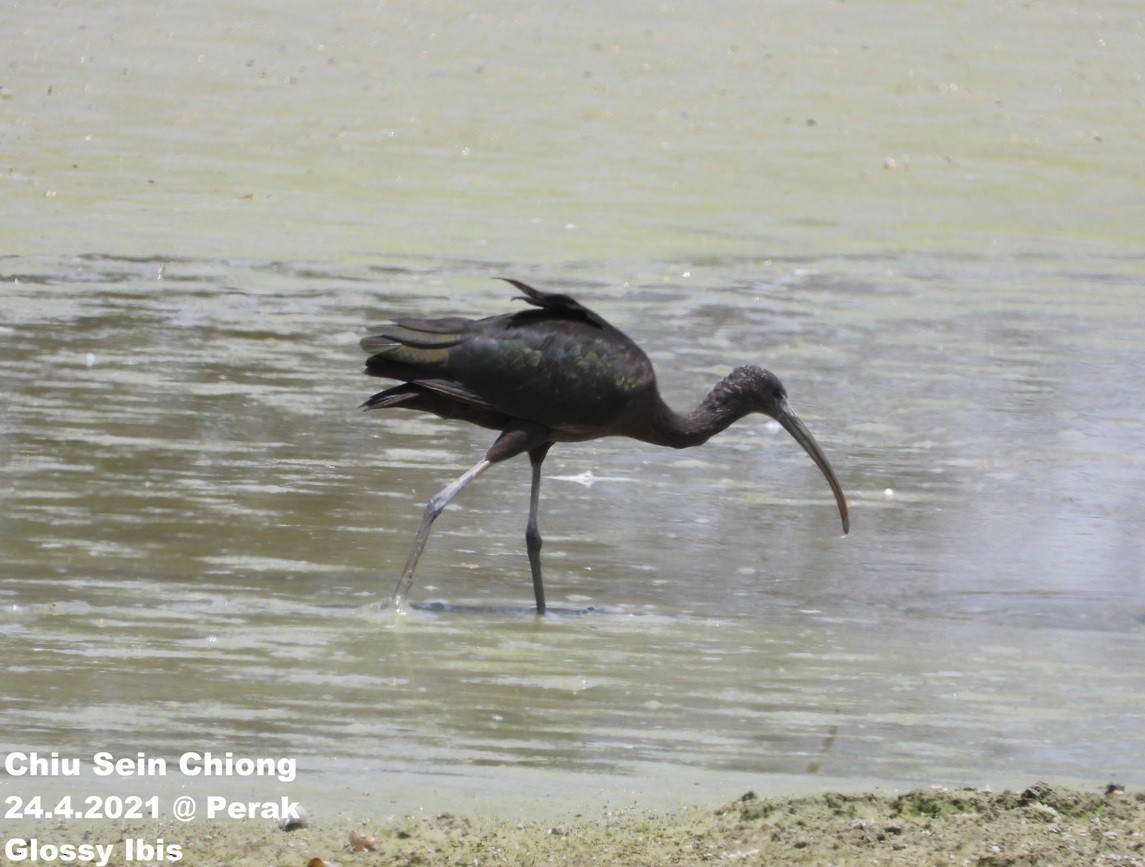 Glossy Ibis - ML330048461