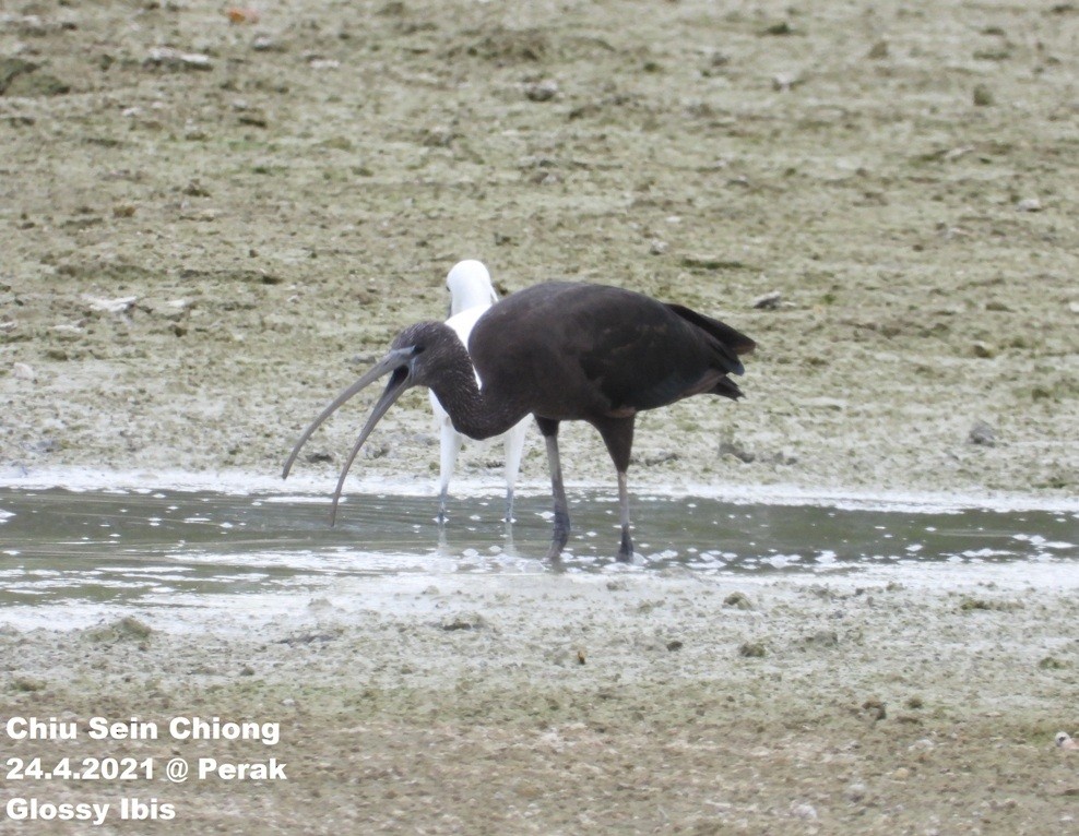 Glossy Ibis - ML330048471