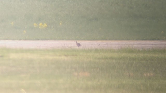 Upland Sandpiper - ML330050581