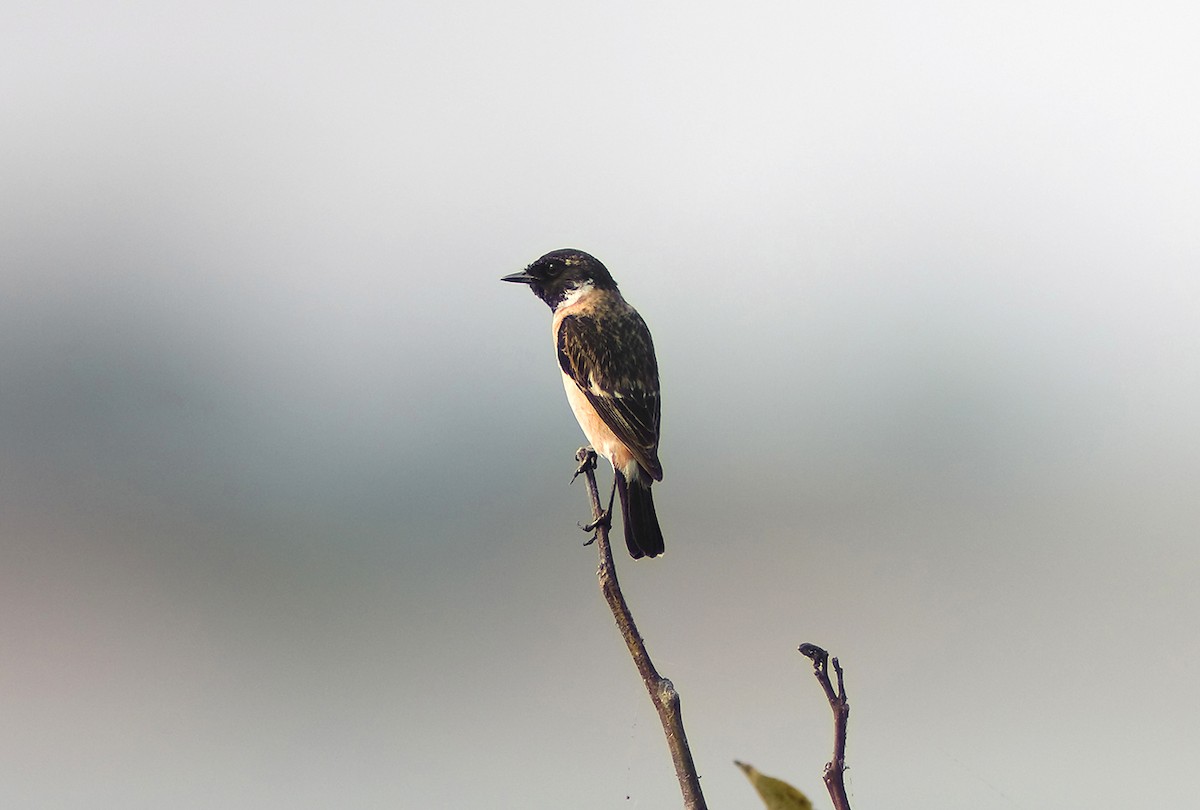 Amur Stonechat - ML330050921