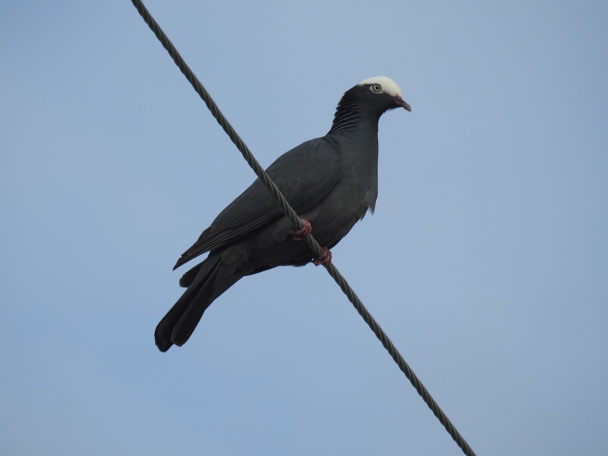 Pigeon à couronne blanche - ML330052331