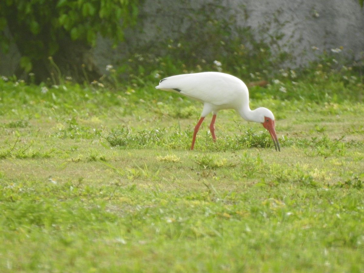 Ibis blanc - ML330052561