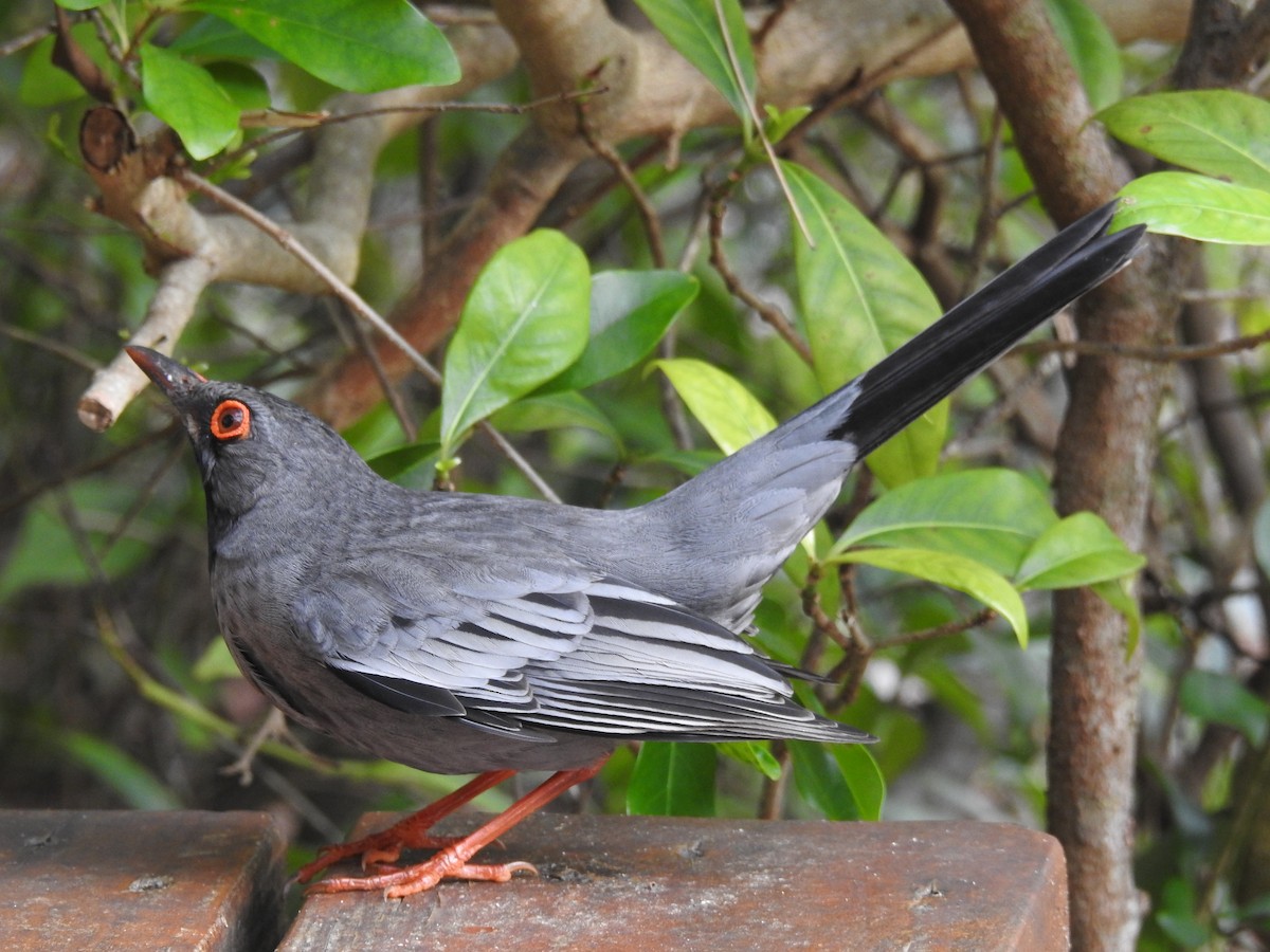 Red-legged Thrush - ML330052671