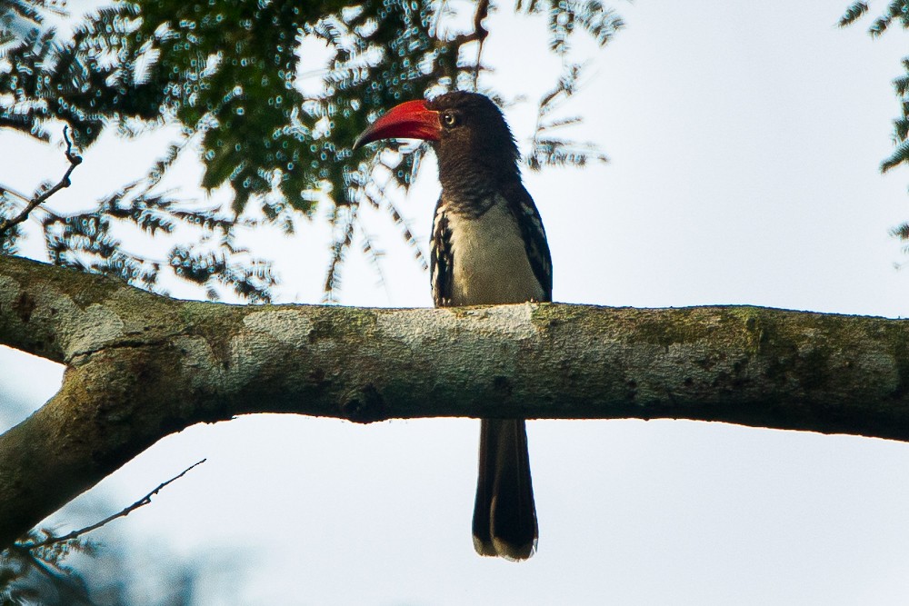 Red-billed Dwarf Hornbill - ML330053381