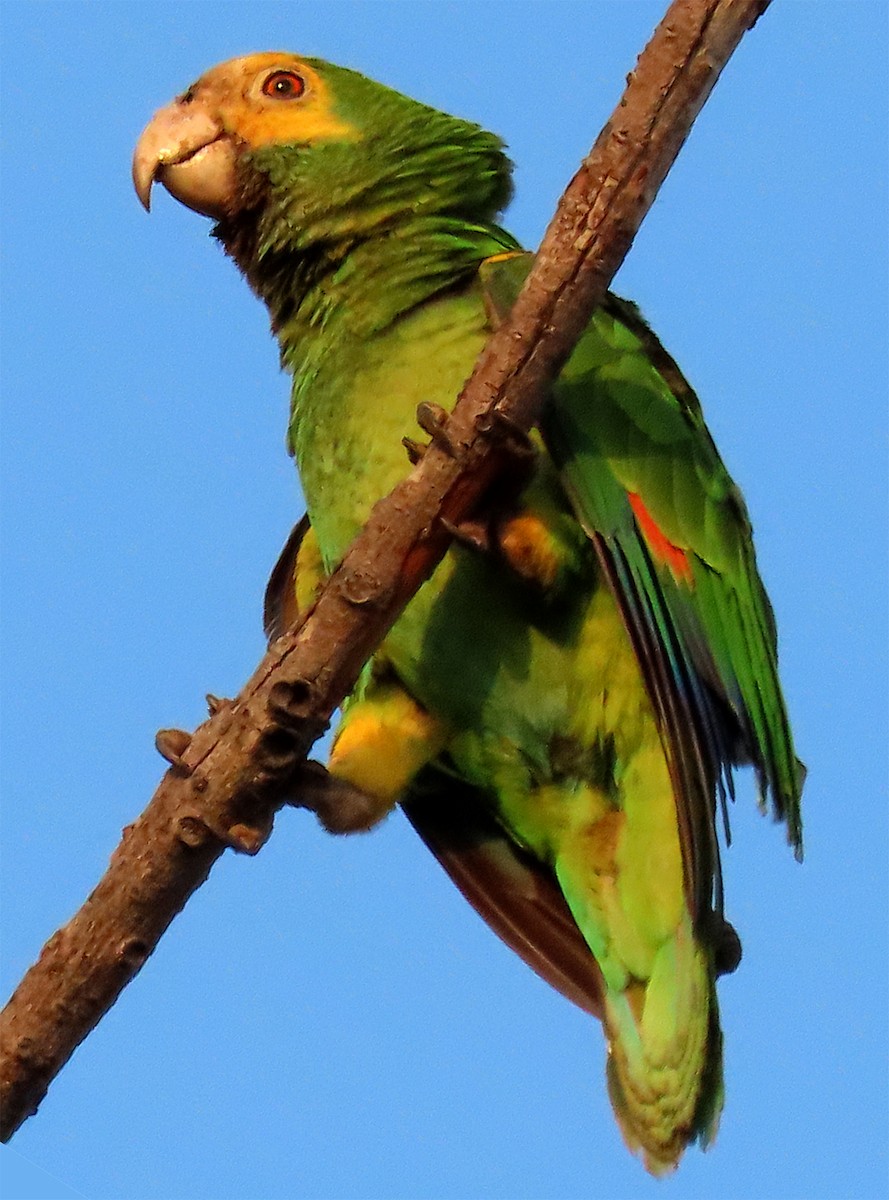 Yellow-shouldered Amazon - Susan Davis