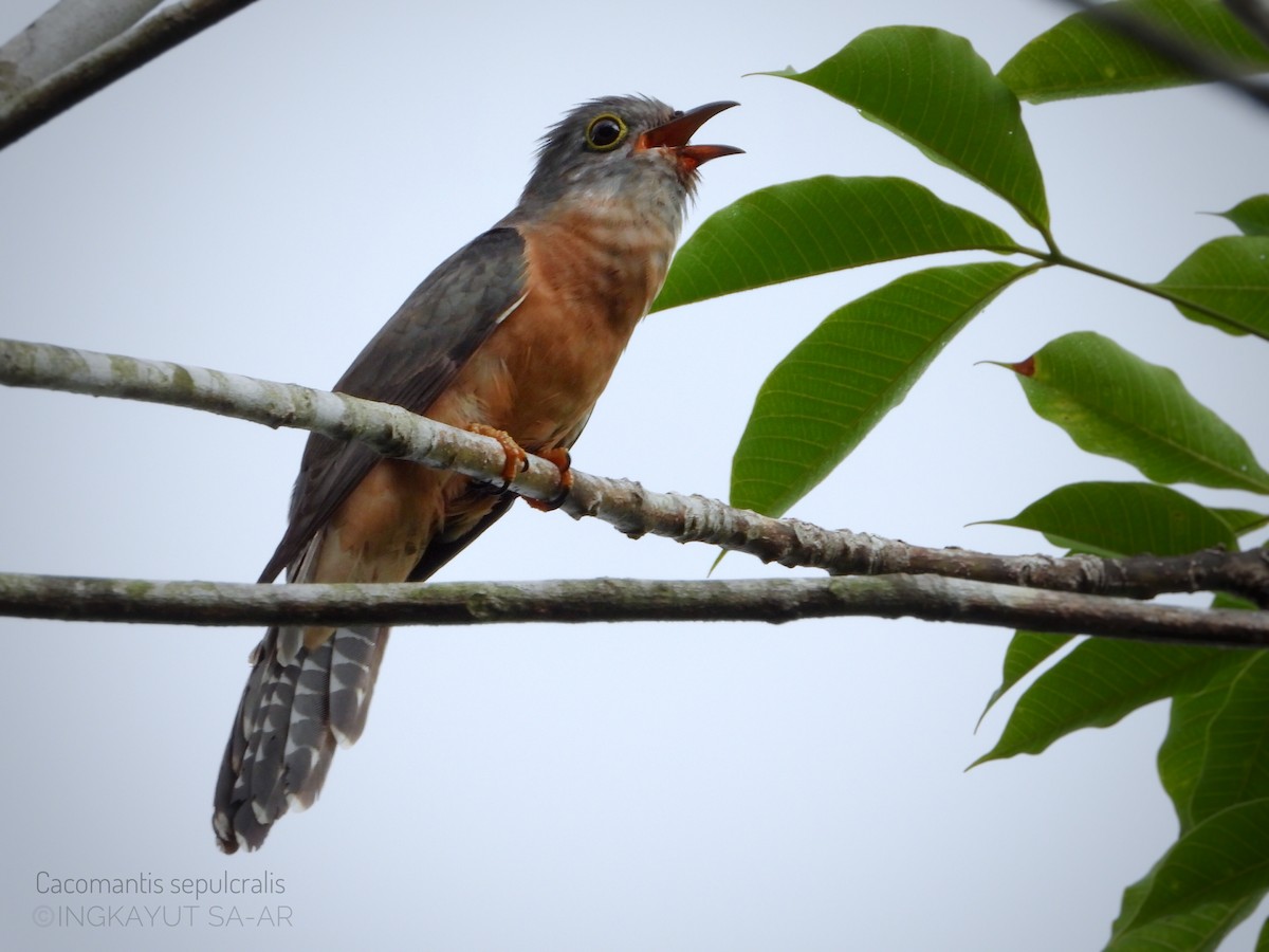 Brush Cuckoo - Ingkayut Sa-ar