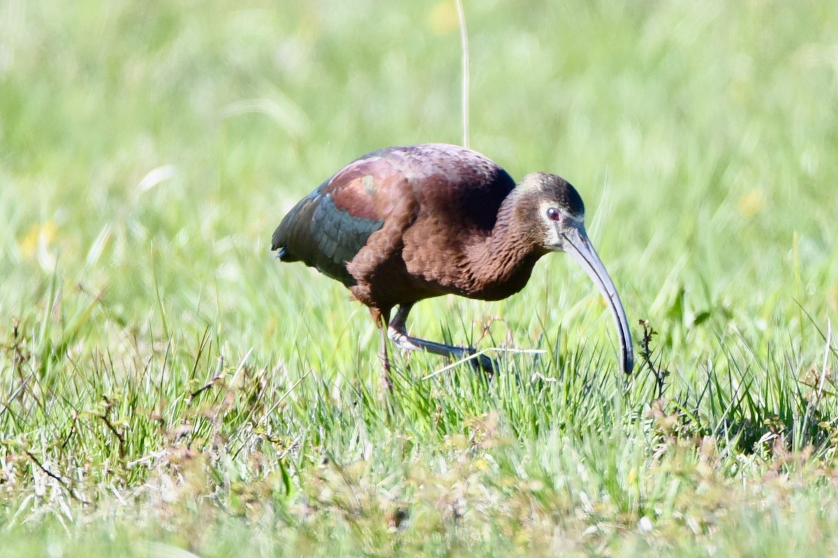 White-faced Ibis - ML330054441