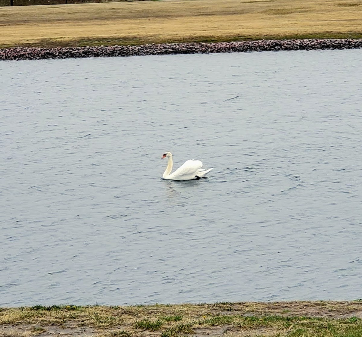 Mute Swan - ML330054631