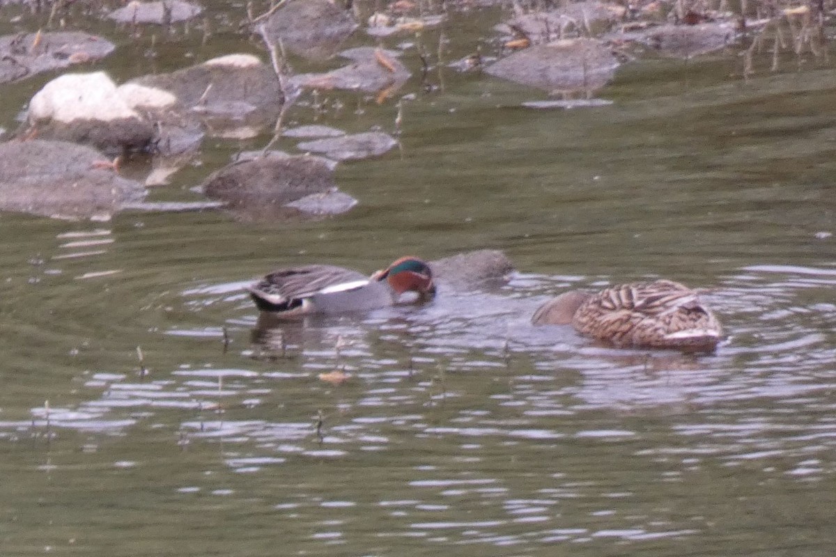 Green-winged Teal - Joseba Amenabar