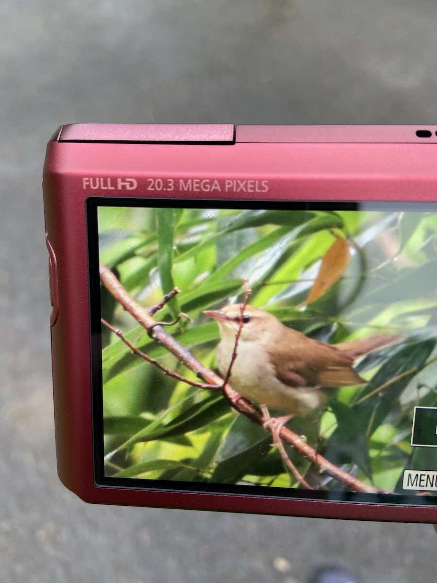 Swainson's Warbler - ML330054741