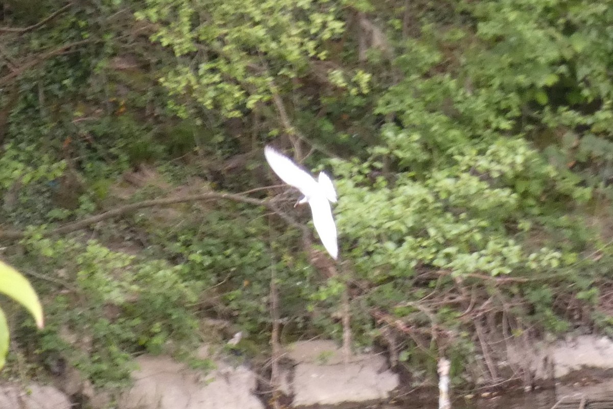 黑腹燕鷗 - ML330054991