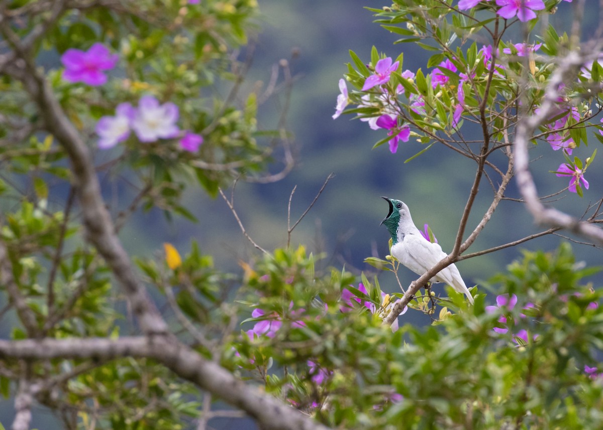 ML330055491 - Bare-throated Bellbird - Macaulay Library