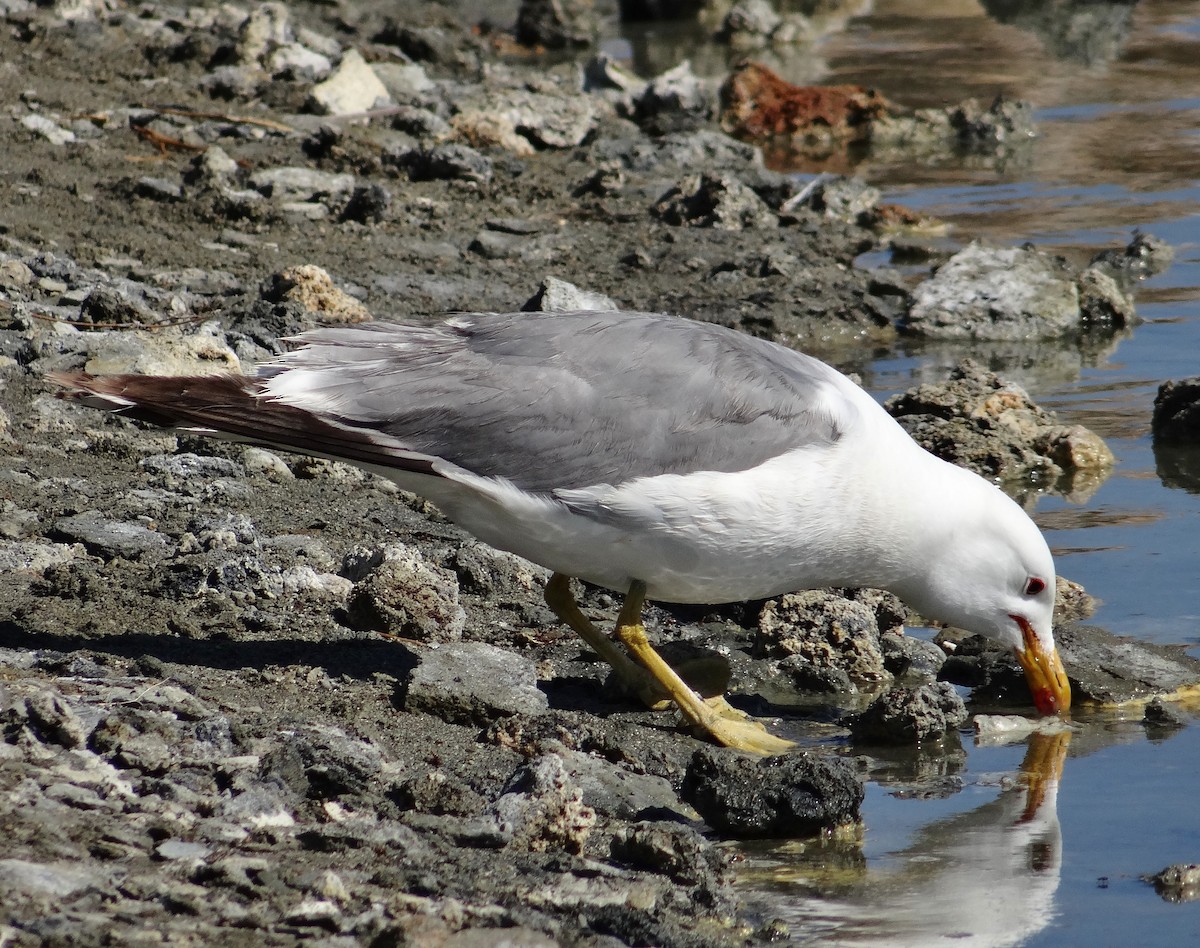 California Gull - ML33005581