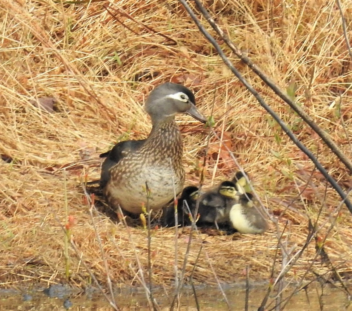 Wood Duck - ML330057961