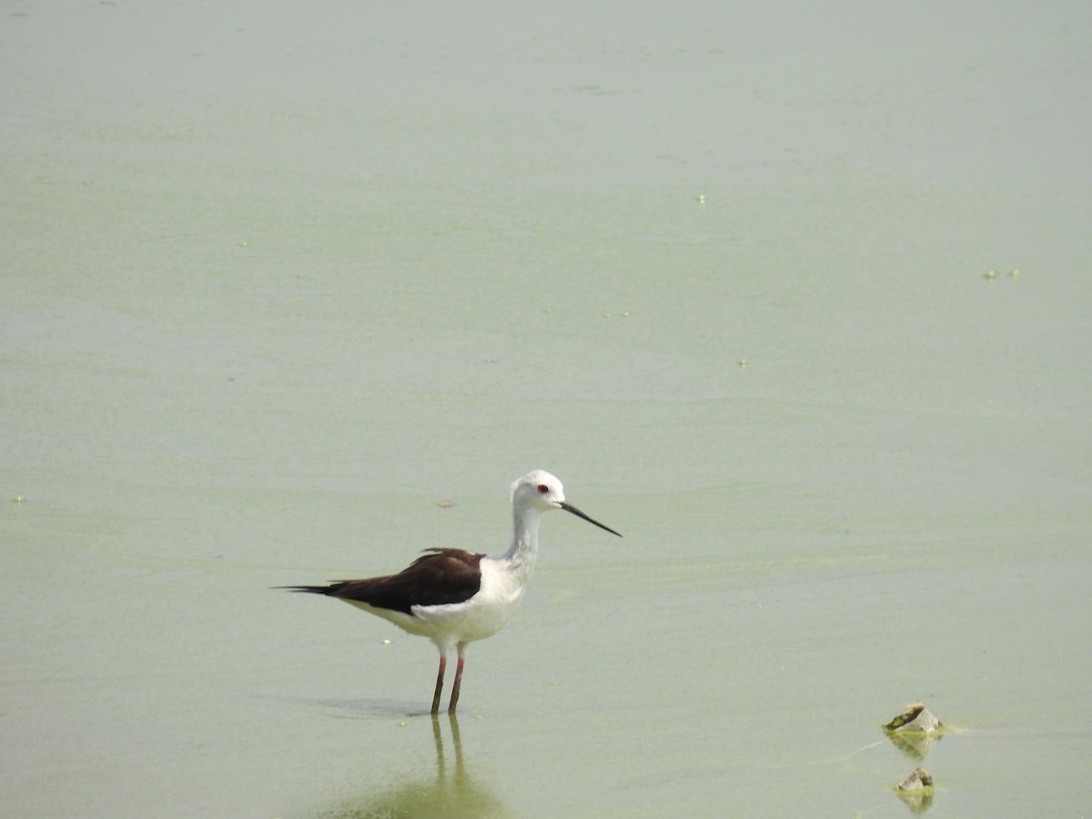 Black-winged Stilt - ML330060511