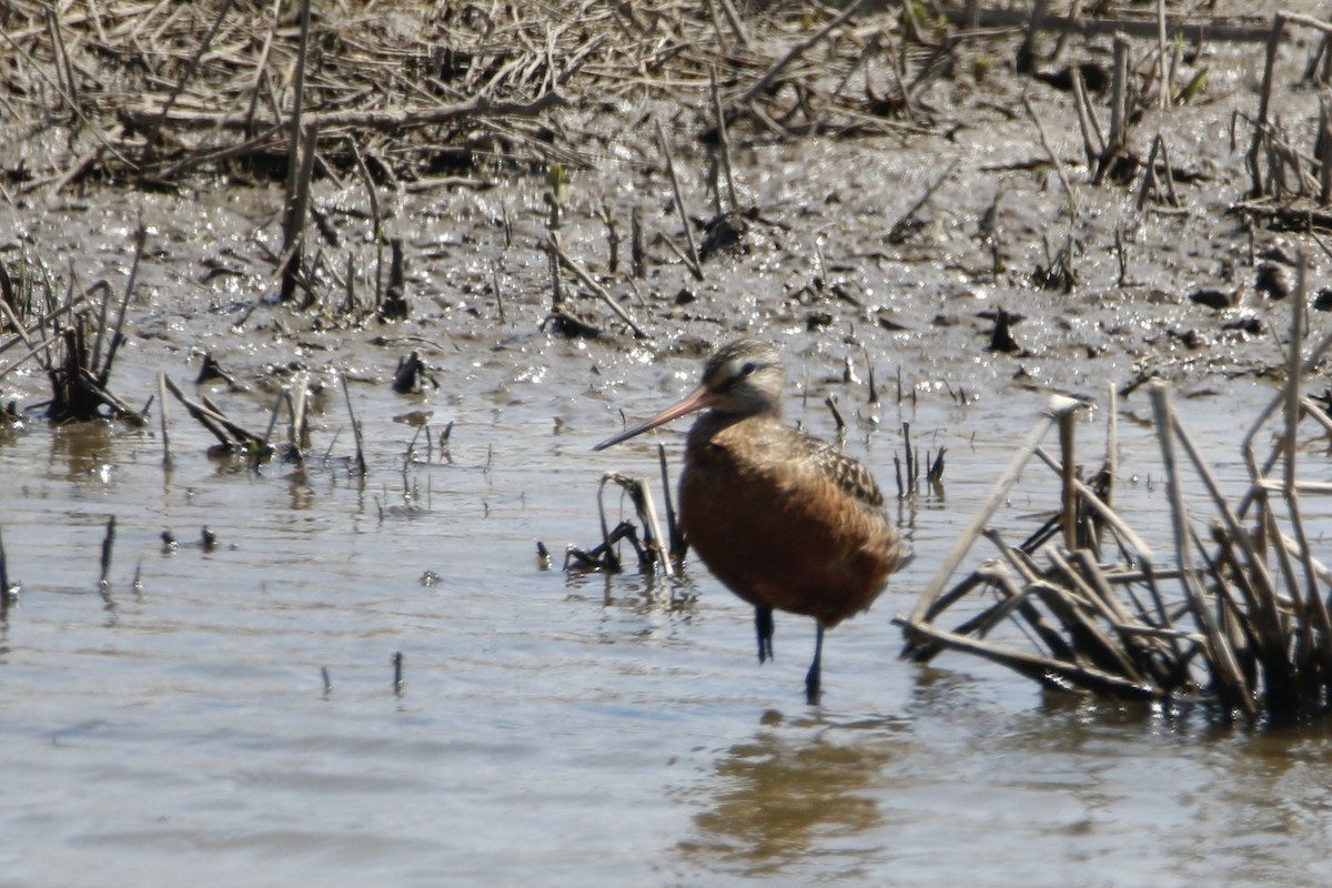 Hudsonian Godwit - Bobby Walz