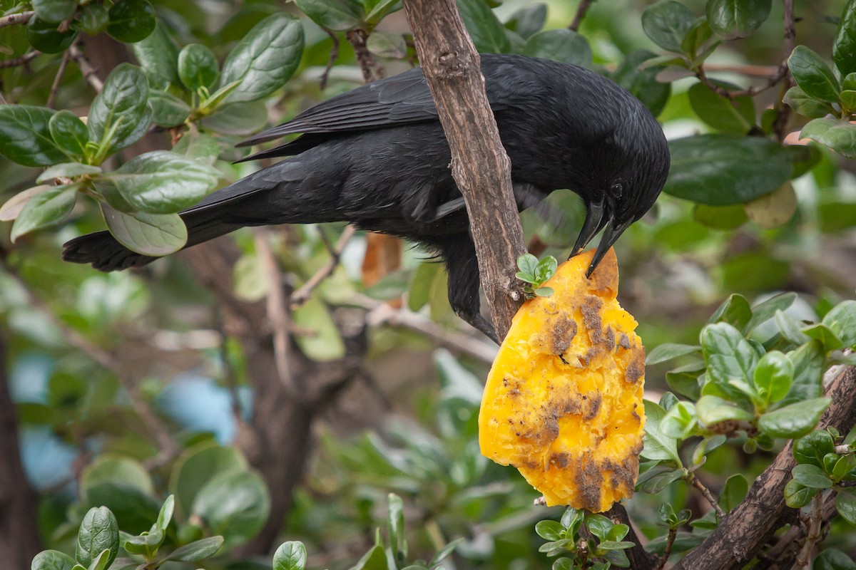 Austral Blackbird - Ariel Cabrera Foix