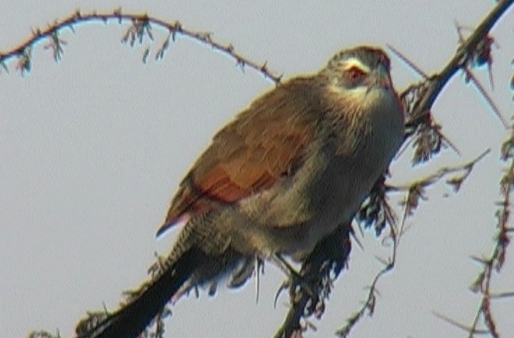 White-browed Coucal (White-browed) - ML330063061