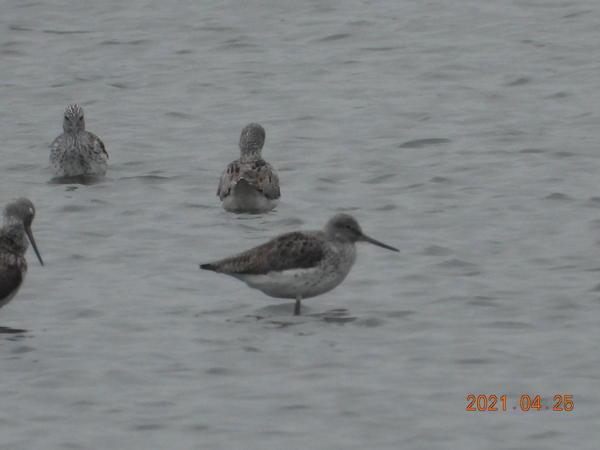 Common Greenshank - mingyi wu