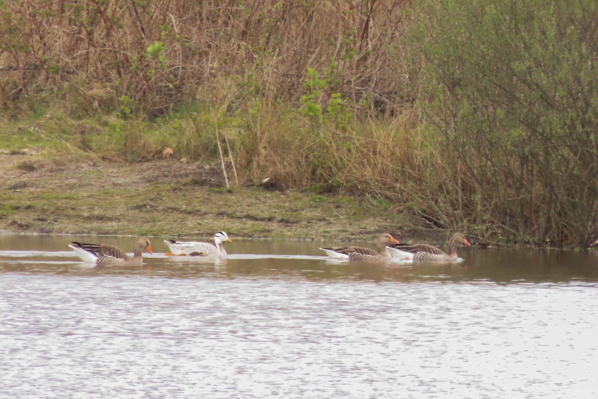 Bar-headed Goose - ML330063511