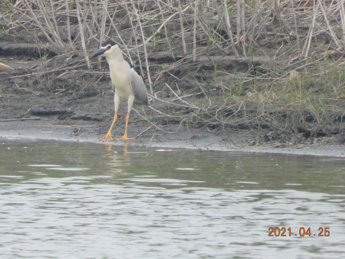 Black-crowned Night Heron - ML330063941