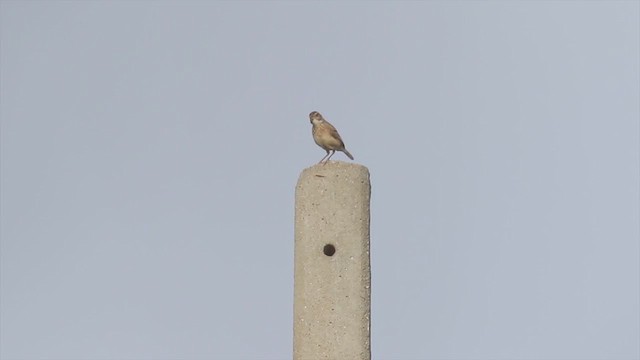 Singing Bushlark (Australasian) - ML330064351