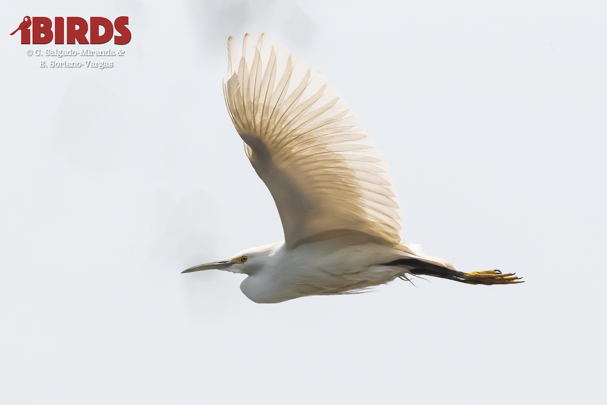 Snowy Egret - ML330064661