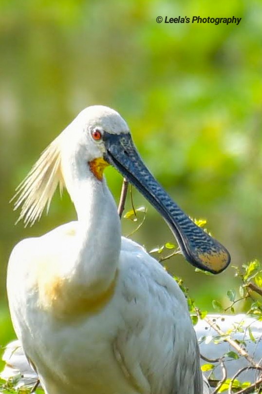 Eurasian Spoonbill - ML330064691