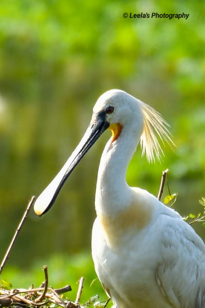 Eurasian Spoonbill - ML330064701